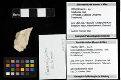 Foto (Objekt + Etiketten) von Cracensigillatus acutirostris (Moericke, 1889) 